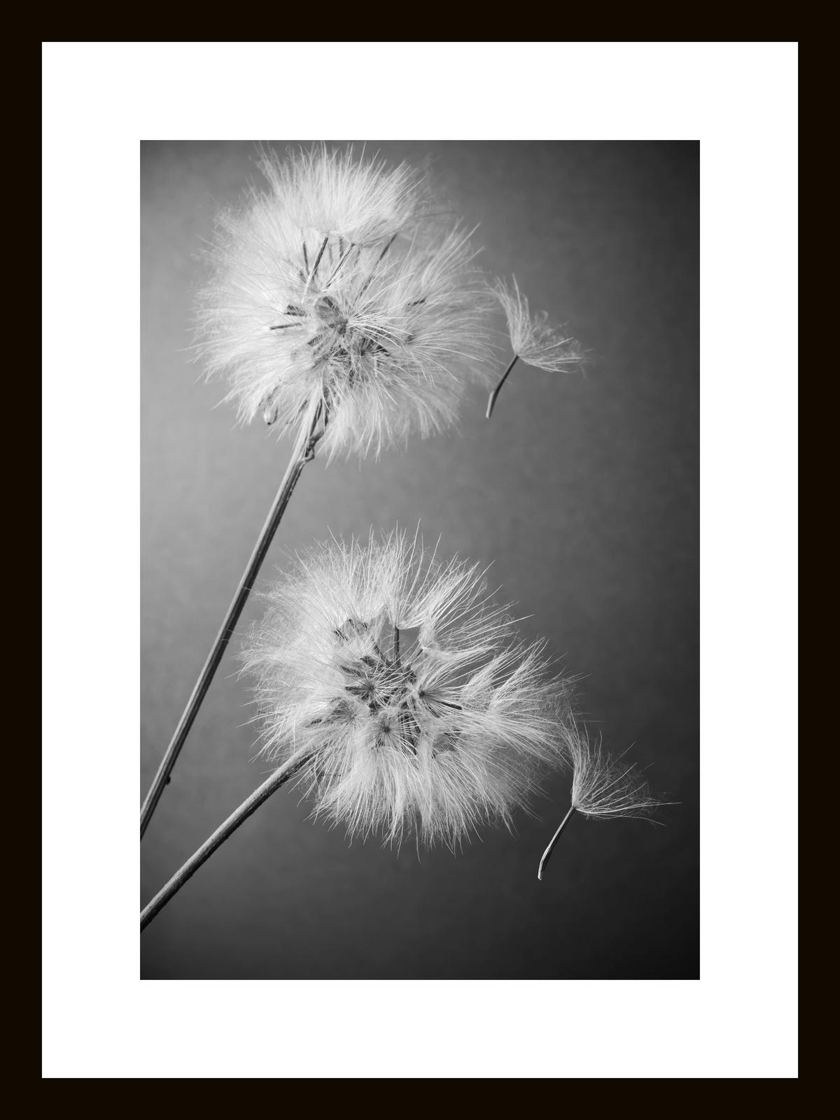 GLASBILD Blumen  - Schwarz/Weiß, Basics, Glas (30/40/1,40cm) - Euroart