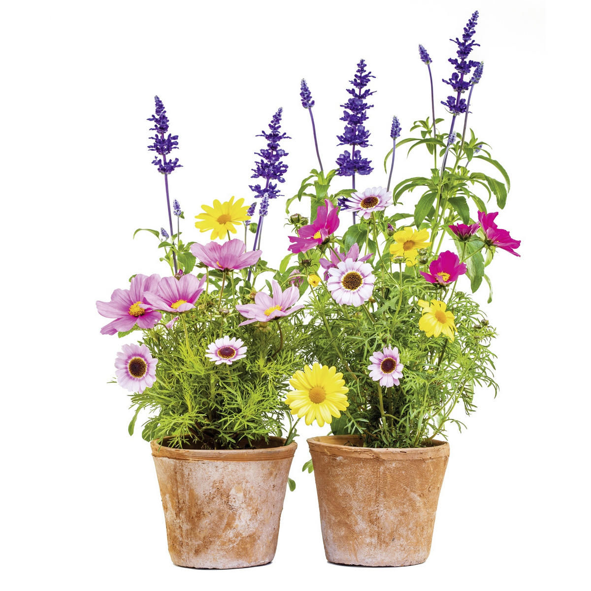 FÖNSTERBILD 31/31 cm     - multicolor, Natur, plast (31/31cm) - Komar