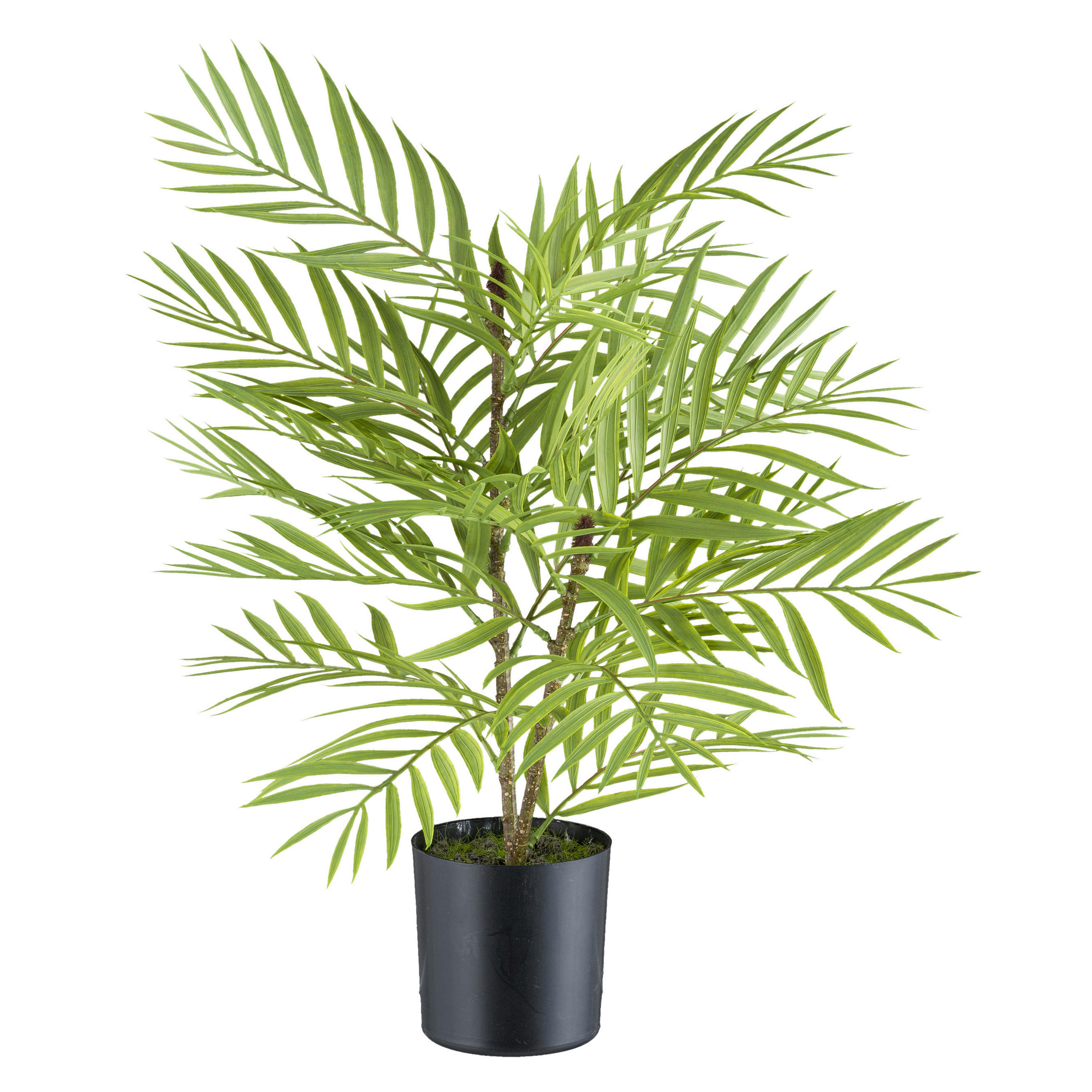 KUNSTPFLANZE Palme 48 cm  - Schwarz/Braun, Design, Kunststoff (48cm) - P & B
