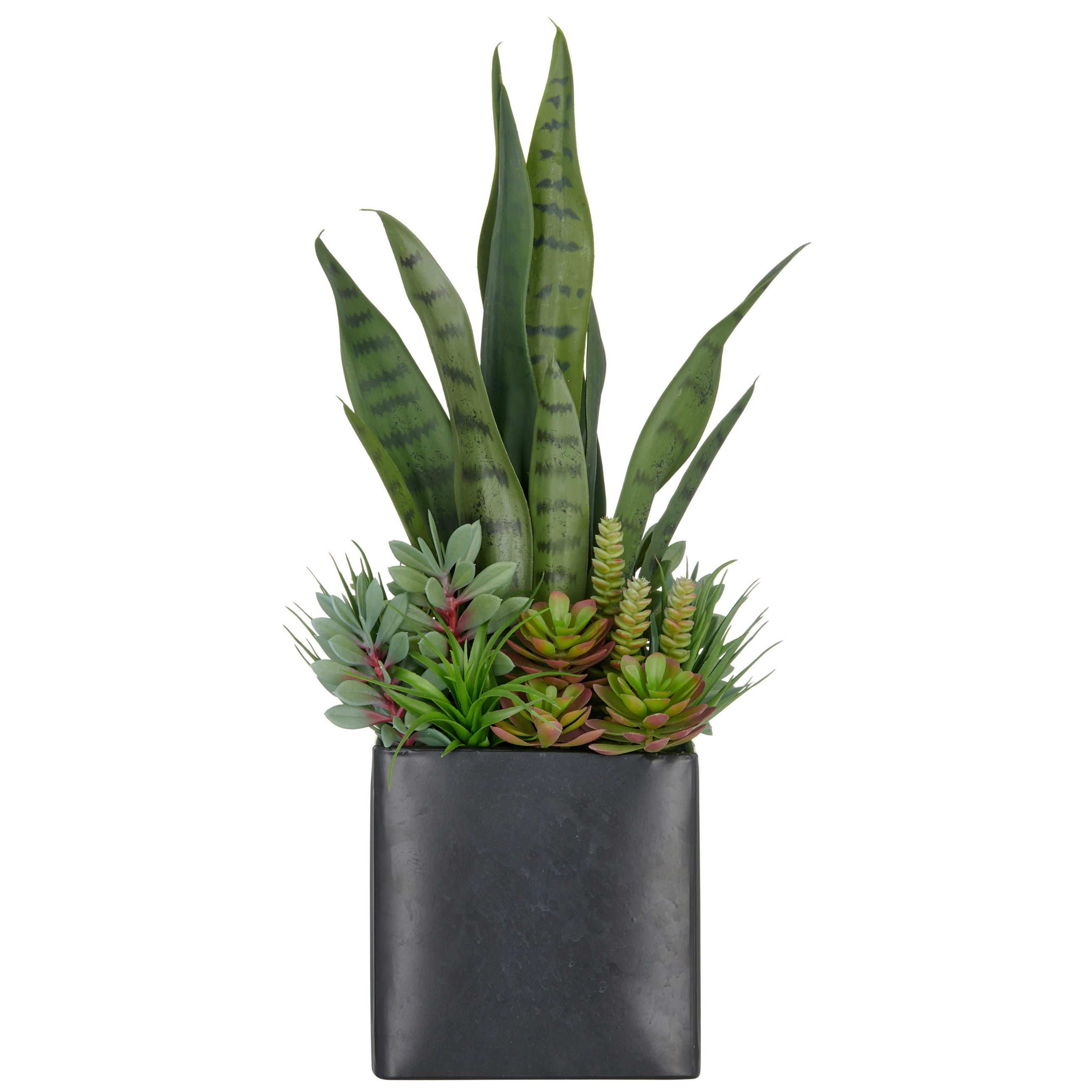 KUNSTPFLANZE Sukkulente  - Schwarz/Grün, Basics, Kunststoff/Metall (19/55/19cm) - P & B