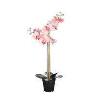 PHALAENOPSIS ORHIDEJA        38.00/70.00 cm      - pink, Osnovno, plastika (38.00/70.00cm)