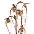 KUNSTBLUME Orchidee - Lila/Weiß, Kunststoff (70cm) KUNSTBLUME Orchidee - Lila/Weiß, Kunststoff (70cm)