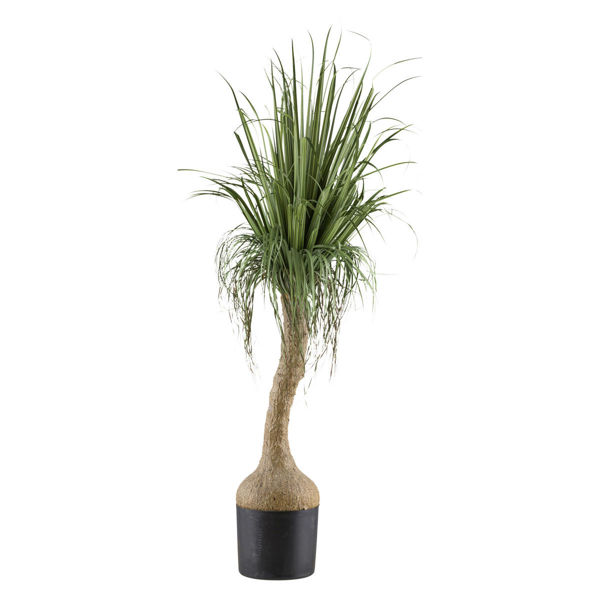 KUNSTPFLANZE 150 cm  - Schwarz/Braun, Basics, Kunststoff (150cm)