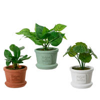 UMETNA RASTLINA - Basics (8,00/8,00/16,00cm)