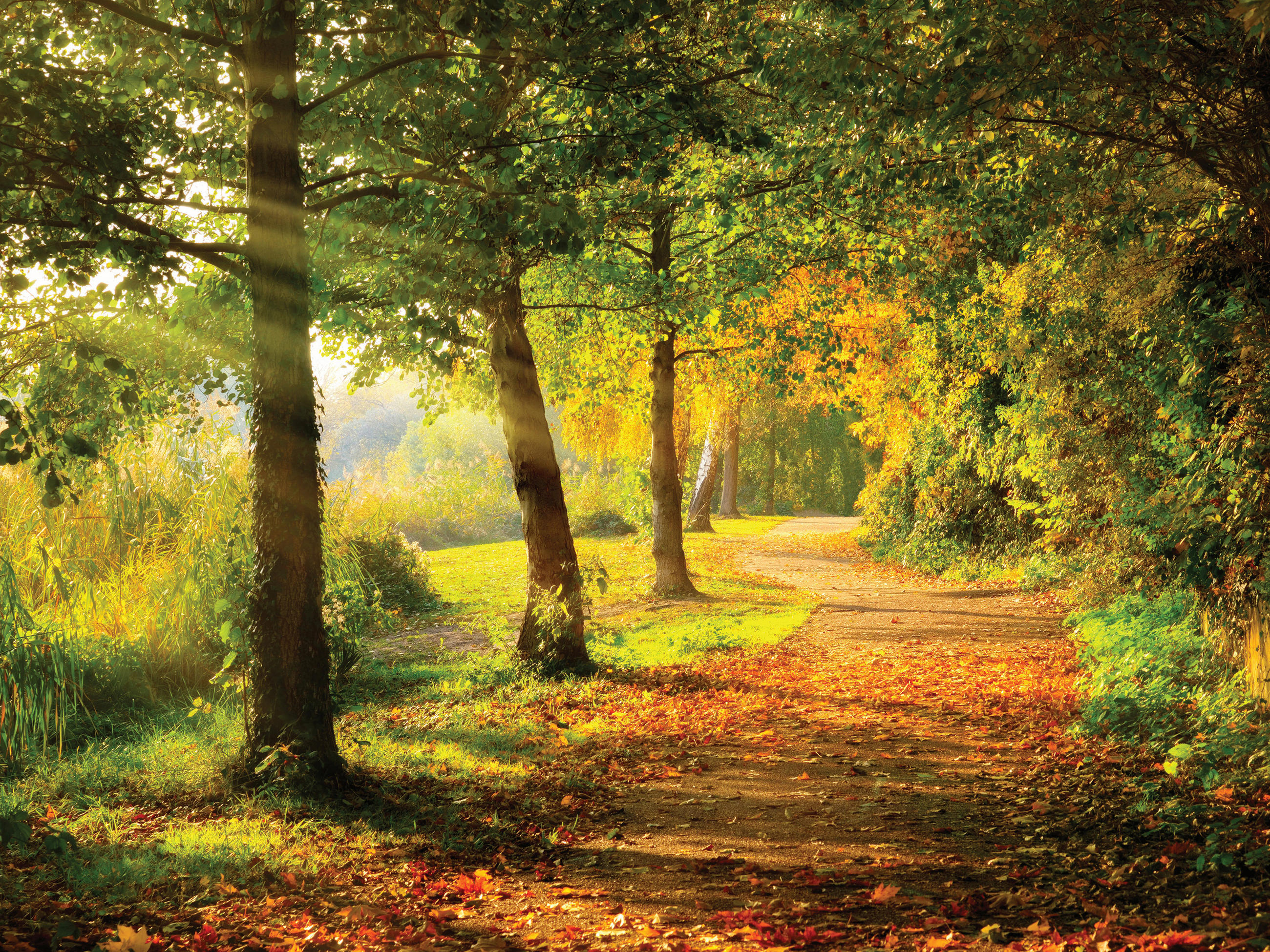 MALBA NA PLÁTNĚ, stromy, 30/40 cm