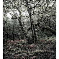 FOTOTAPET 250/280 cm  - vit/svart, Trend, textil (250/280cm)