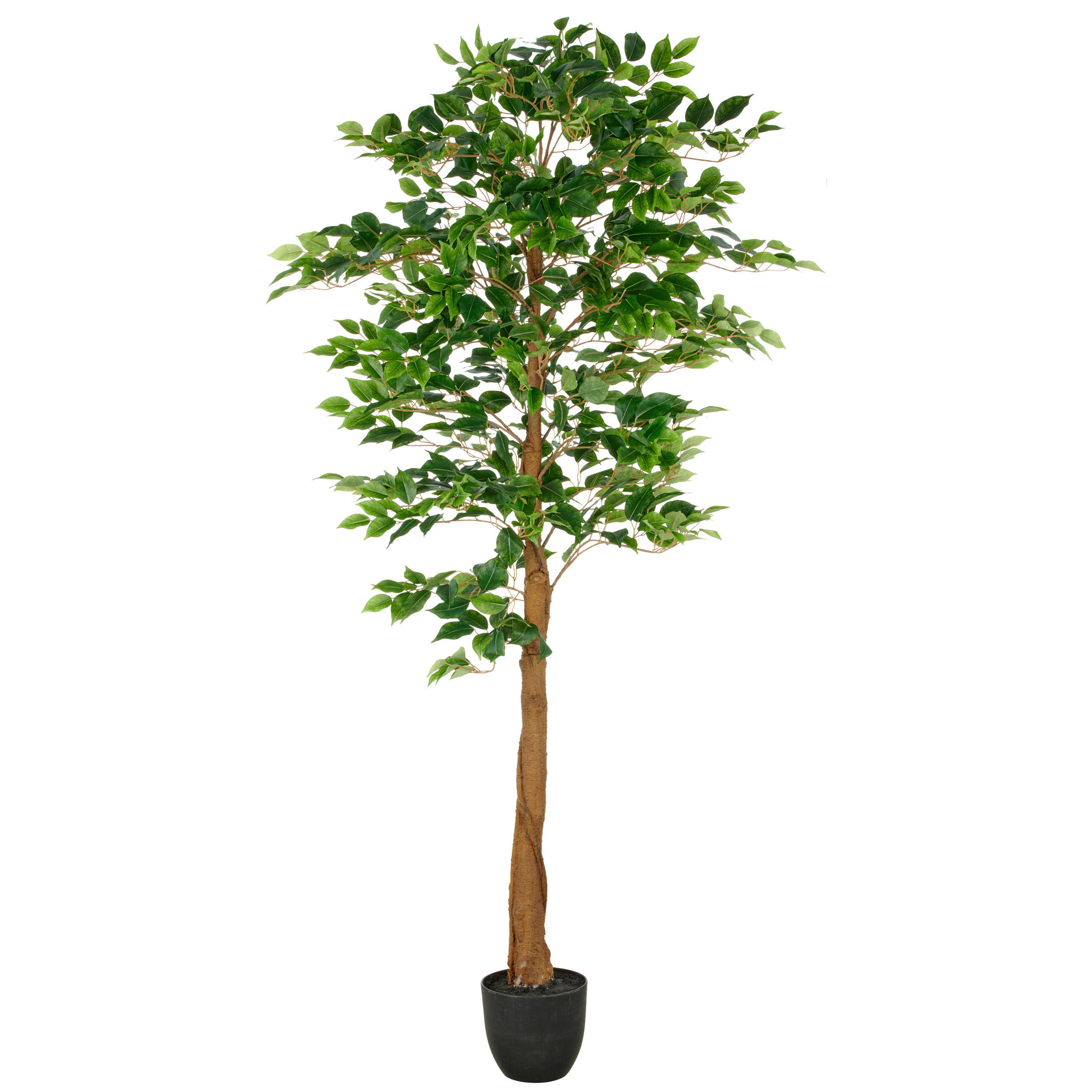 FICUS BENJAMINA Ficus Benjamina  - Schwarz/Braun, Basics, Kunststoff (25/180/25cm) - P & B