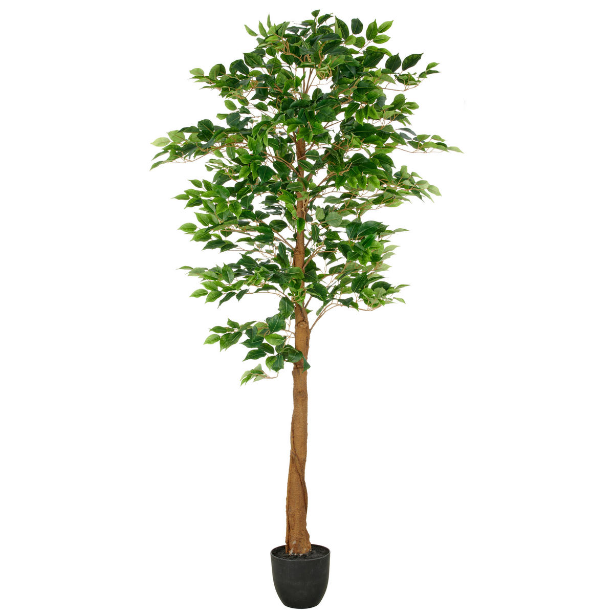 FICUS BENJAMINA Ficus Benjamina 180 cm  - Schwarz/Braun, Basics, Kunststoff (180cm) - P & B
