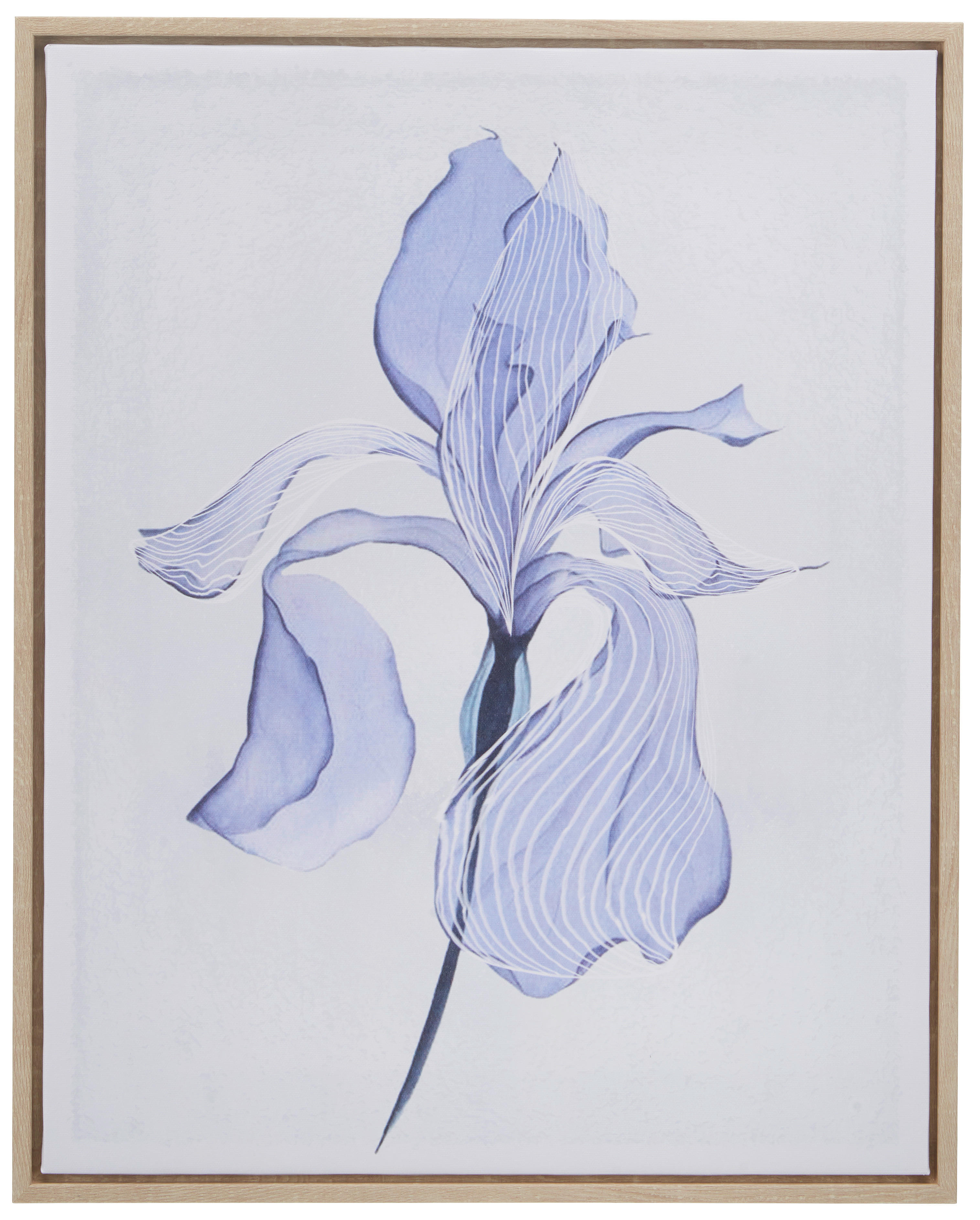 Levně Monee TIŠTĚNÉ OBRAZY NA PLÁTNĚ, květiny, 40/50 cm