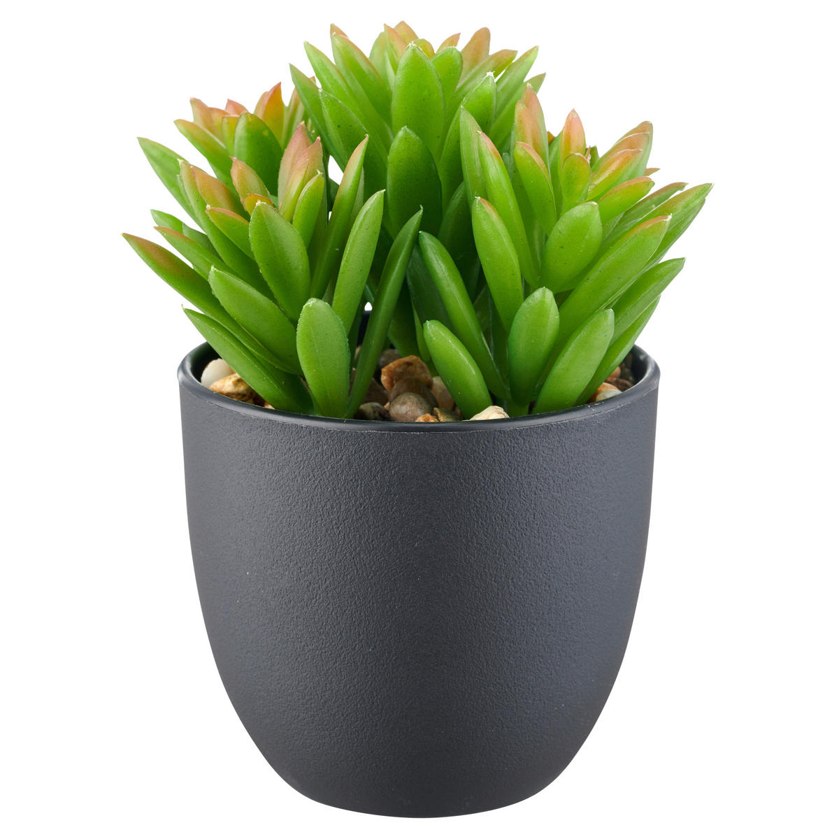 SUKKULENTE Sukkulente 13 cm  - Schwarz/Grün, Basics, Kunststoff (13cm) - P & B