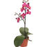 UMĚLÁ ROSTLINA, orchidej - pink/zelená, Basics, umělá hmota (9/9/40cm) UMĚLÁ ROSTLINA, orchidej - pink/zelená, Basics, umělá hmota (9/9/40cm)