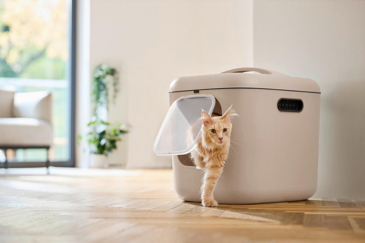 KATZENTOILETTE - Cappuccino, Basics, Kunststoff (49,9/57,6/61,4cm) - Rotho