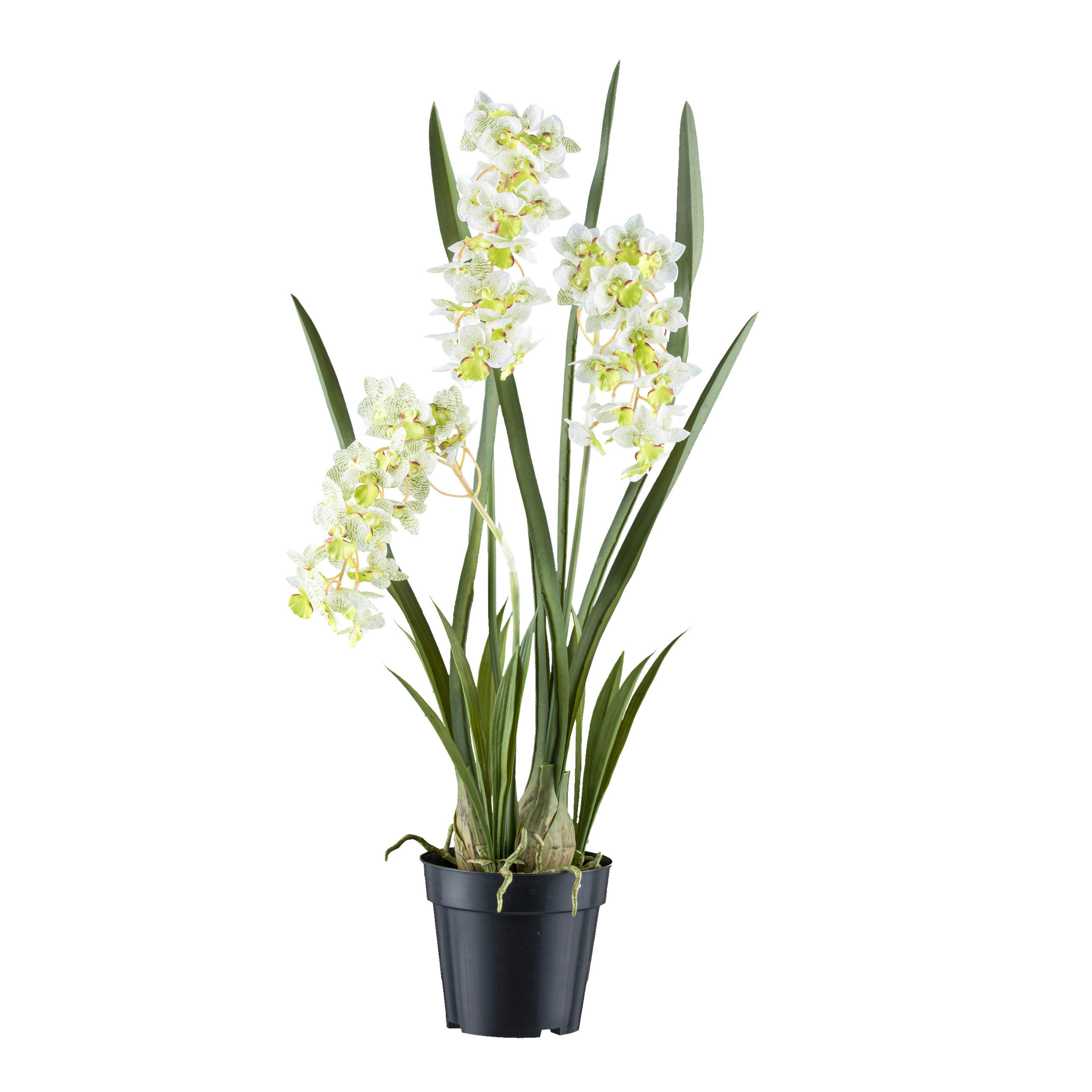 KUNSTPFLANZE Orchidee 80 cm  - Schwarz/Weiß, Design, Kunststoff (80cm) - P & B
