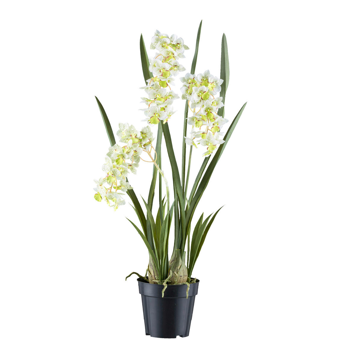 KUNSTPFLANZE Orchidee 80 cm  - Schwarz/Weiß, Design, Kunststoff (80cm) - P & B