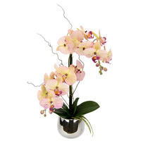 ORCHIDEE  - Hellrosa, Basics (25/45cm)