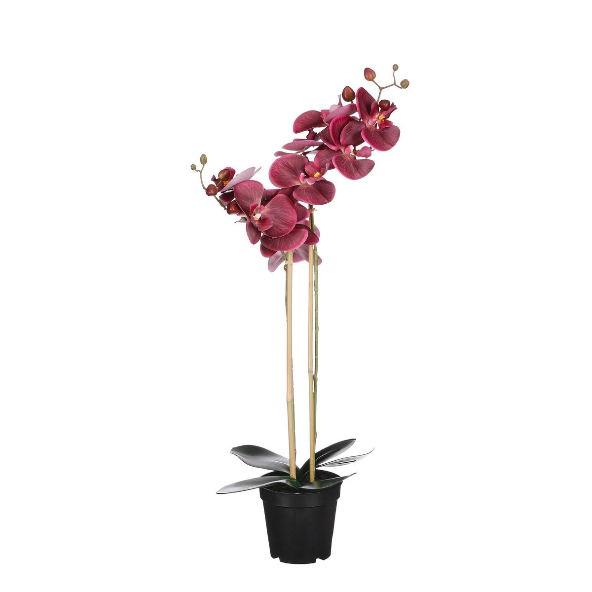 ORHIDEJA PHALAENOPSIS - bordo, Basics, umetna masa (38.00/70.00cm)