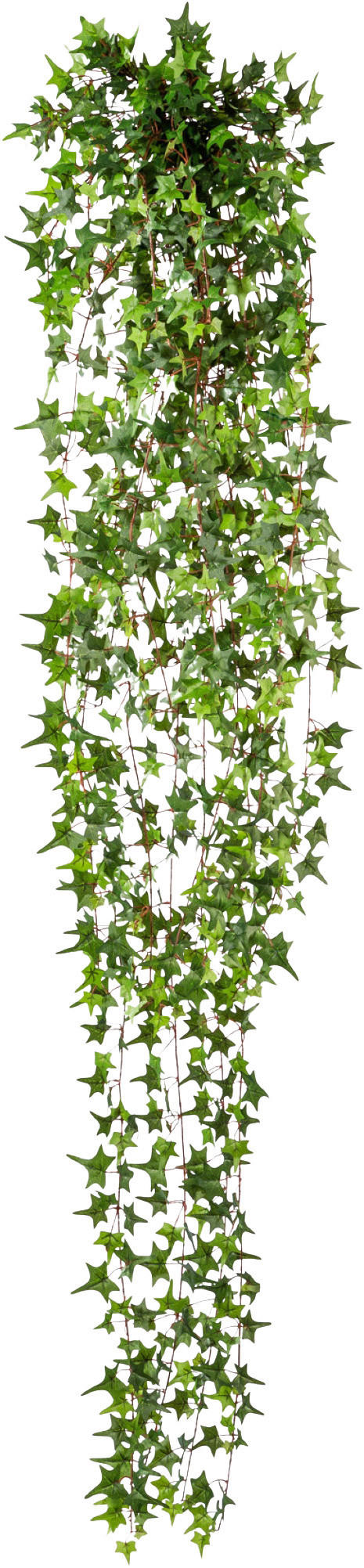 efeu in wohnung Hedera Helix Zimmerefeu, Ampel – vielgrün main image 1