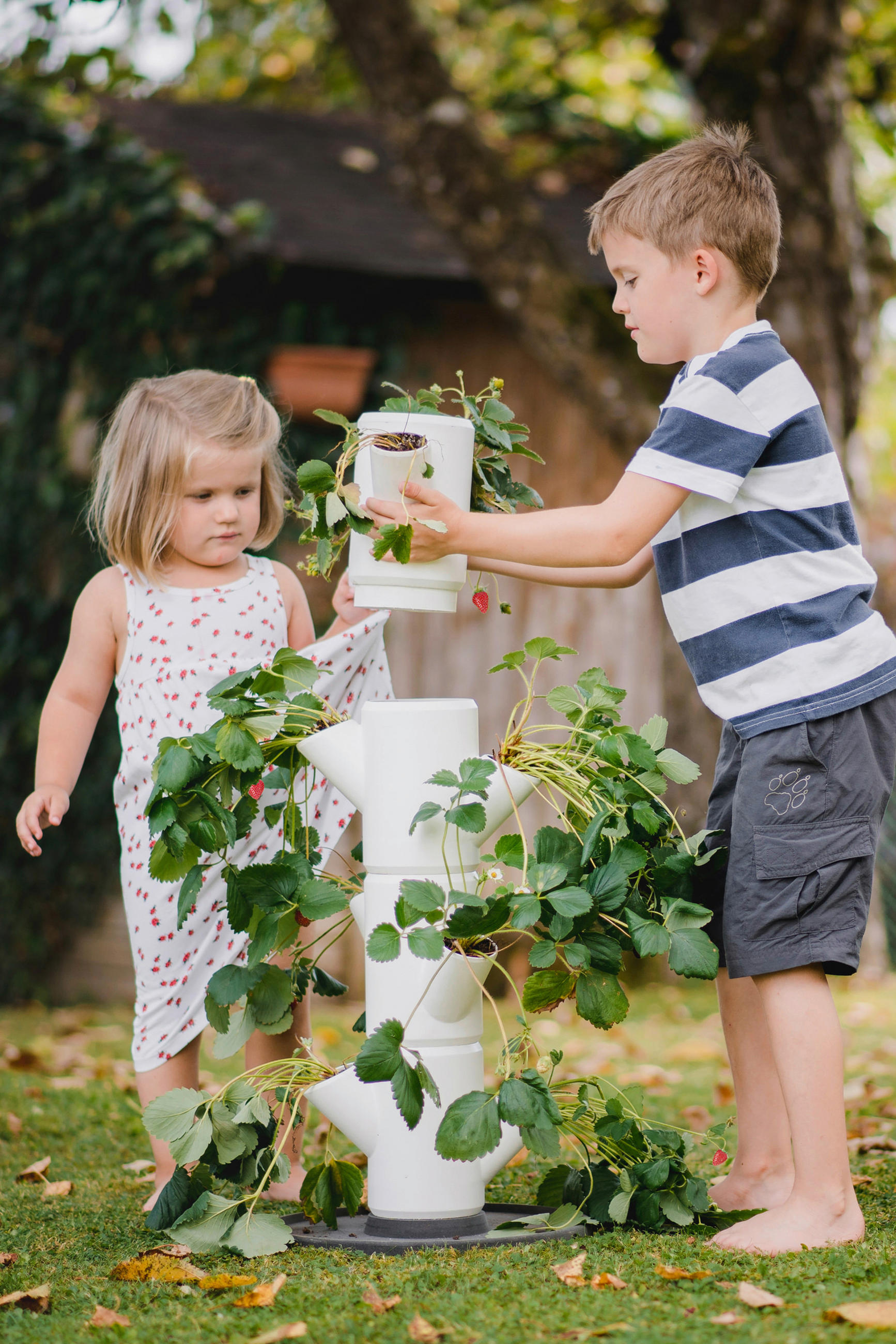 PFLANZENTOPF  SISSI STRAWBERRY  - Weiß, Basics, Kunststoff (32/77cm) - Gusta Garden