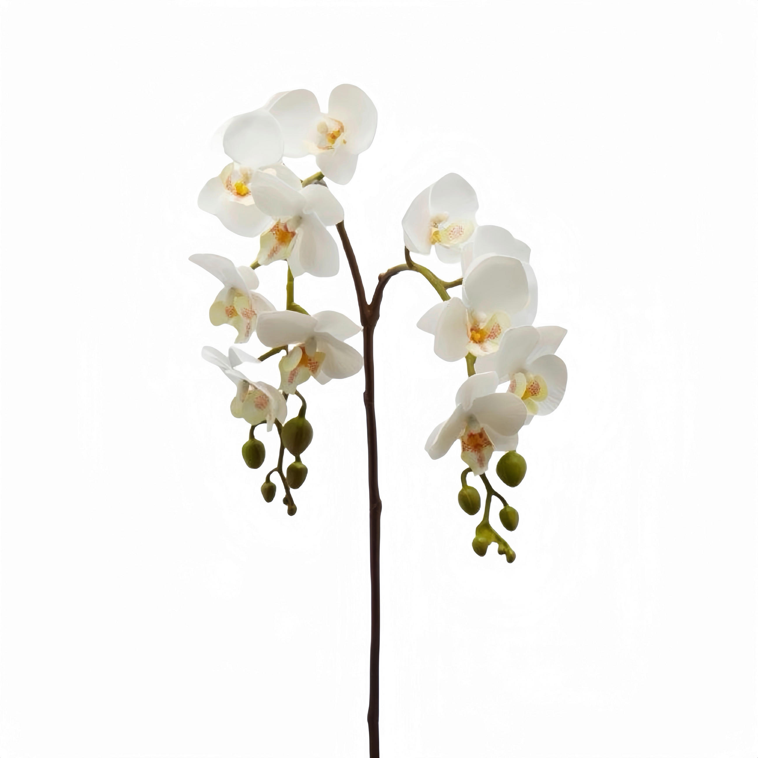 ORCHIDEE  - Weiß, Basics, Kunststoff (62cm)