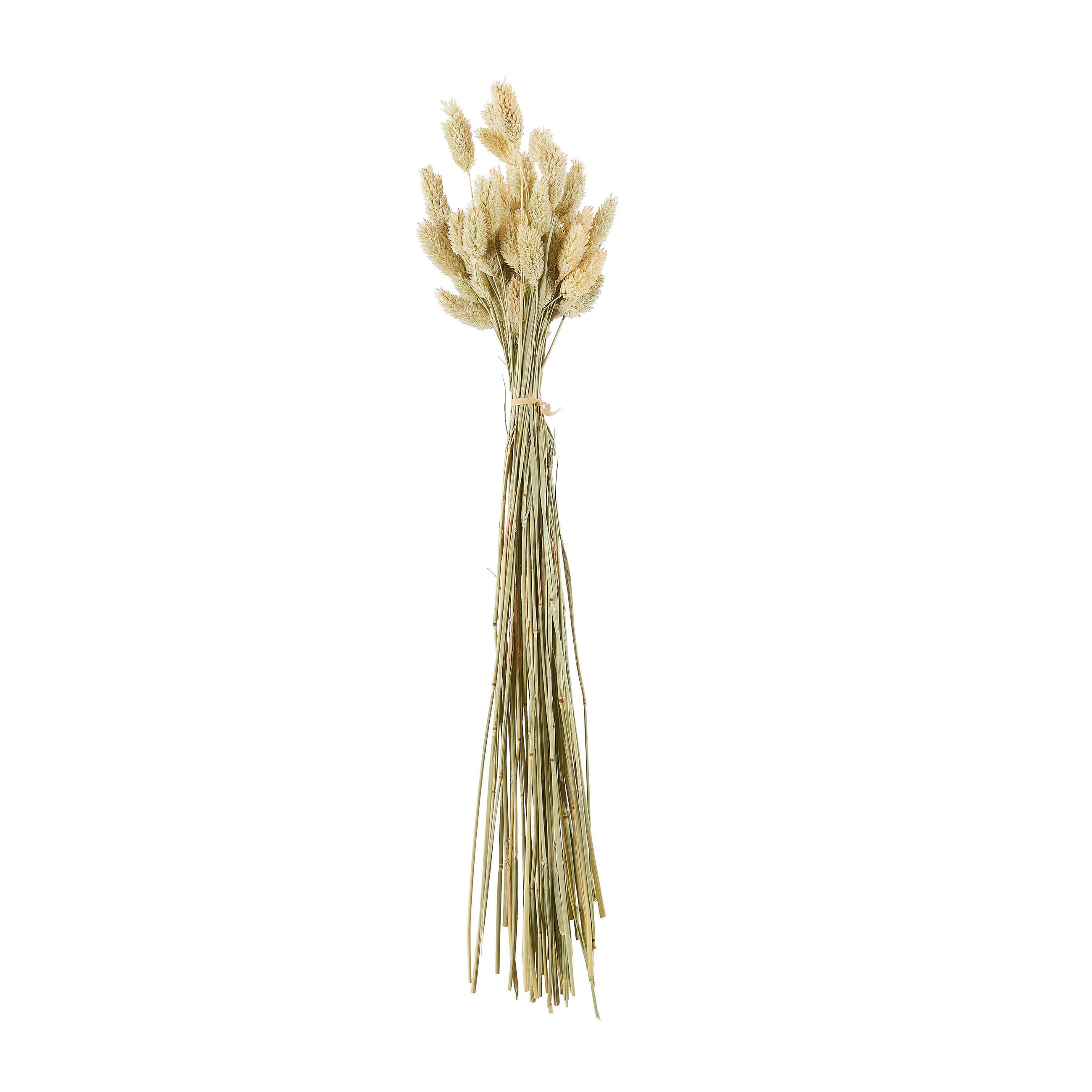 TROCKENBLUME - Naturfarben, Basics (60cm)