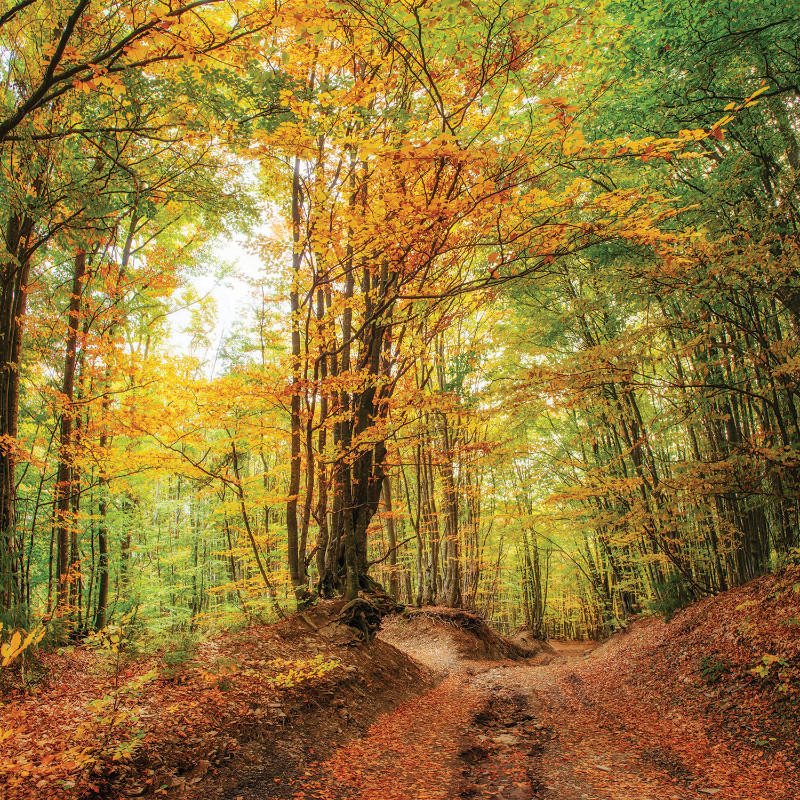 KEILRAHMENBILD Landschaft & Natur 30/30 cm  - Multicolor, KONVENTIONELL, Holz/Papier (30/30cm) - Euroart