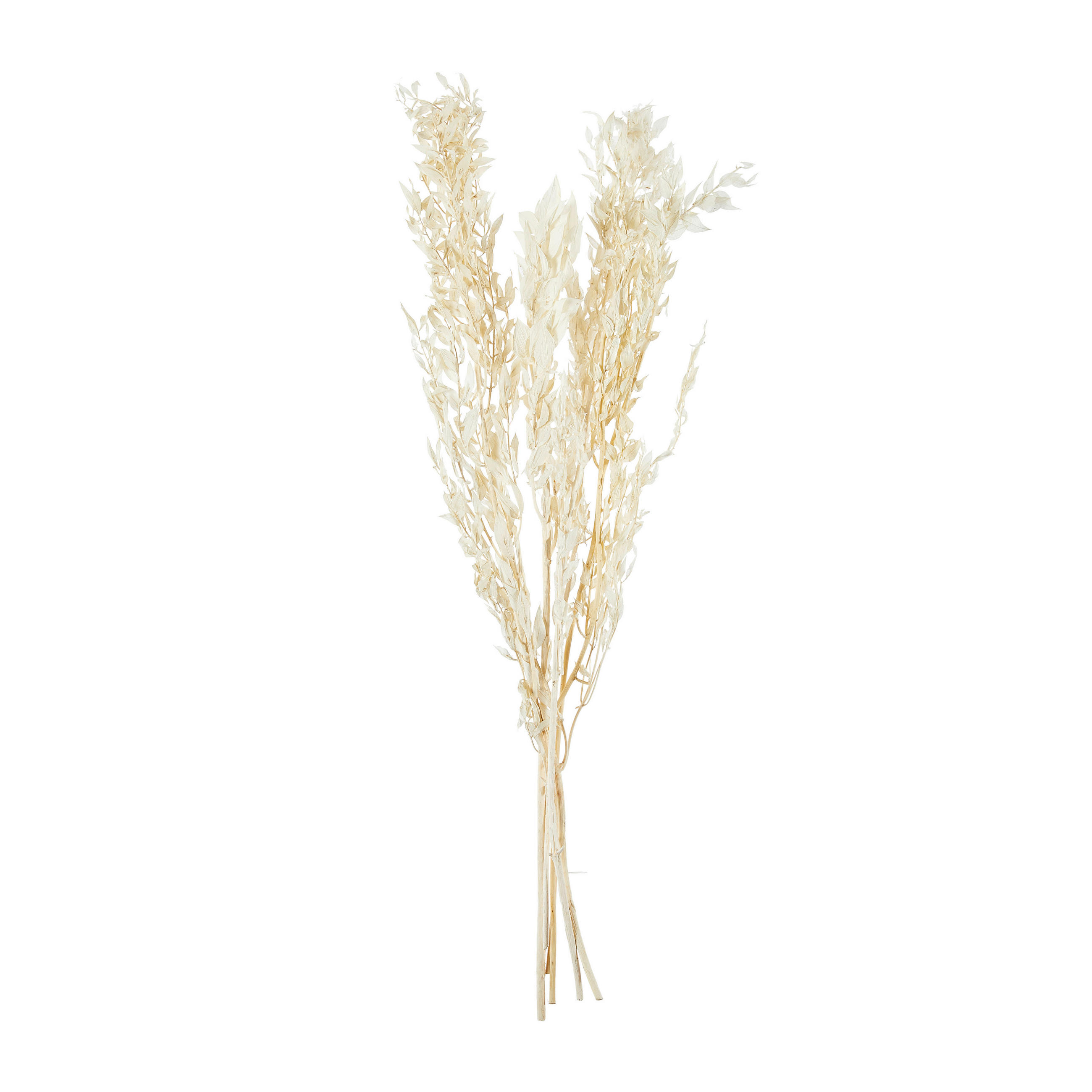TROCKENBLUME  - Naturfarben, Basics (70cm)