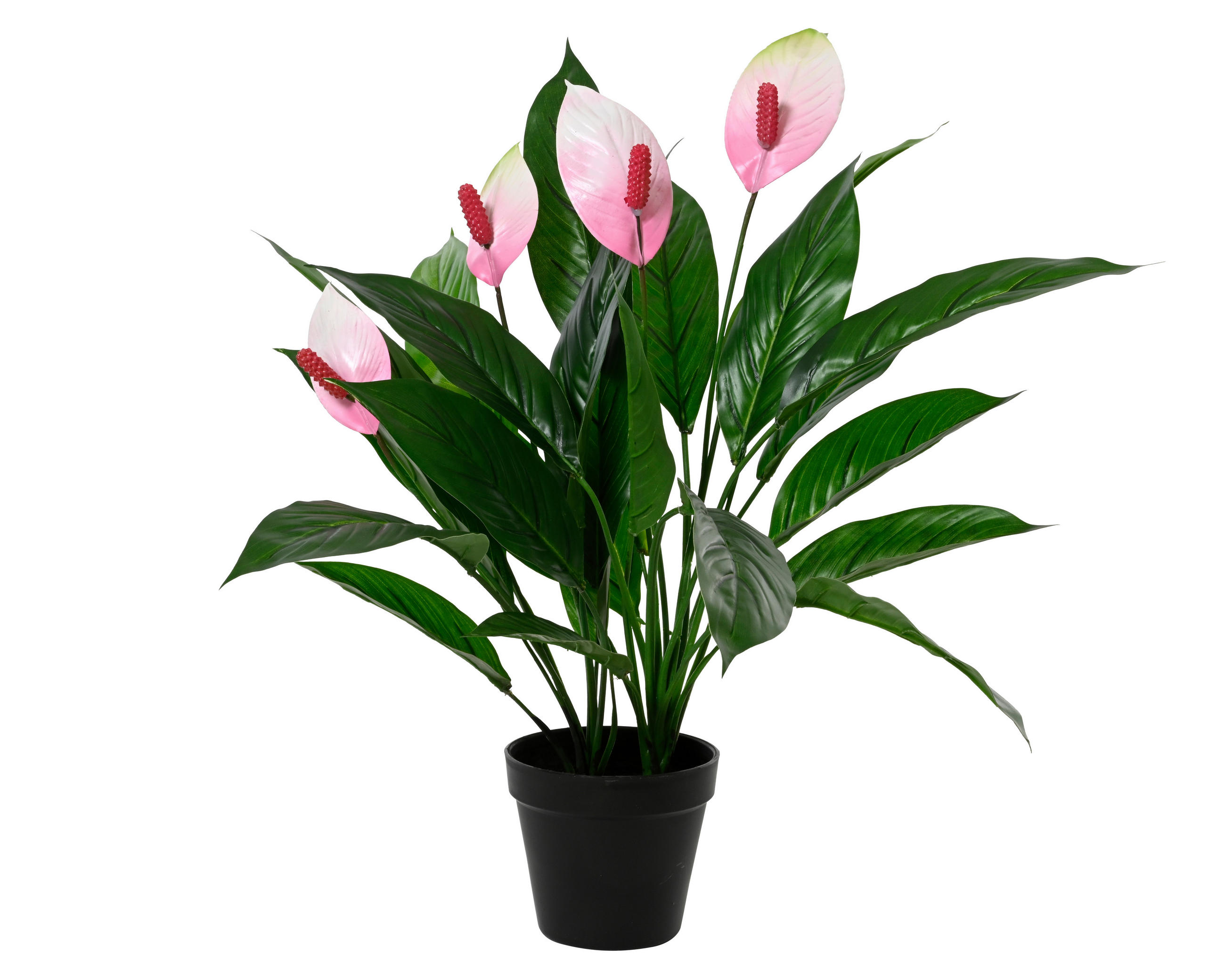 Cală - Basics (40,00/40,00/60,00cm)