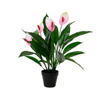 Cală - Basics (40,00/40,00/60,00cm)