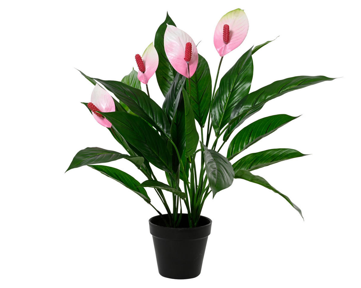 Cală - Basics (40,00/40,00/60,00cm)