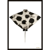 BILD Tiere  - Schwarz/Weiß, Basics, Holz/Kunststoff (50/70/10cm)