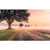 VLIESTAPETE  - Natur (400/250cm) - Komar