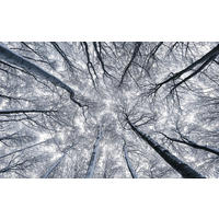 VLIESTAPETE  - Natur (400/250cm) - Komar