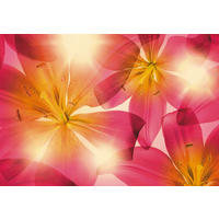 FOTOTAPETA velikost: 368/254 cm - pink/žlutá, Natur, papír (368/254cm)