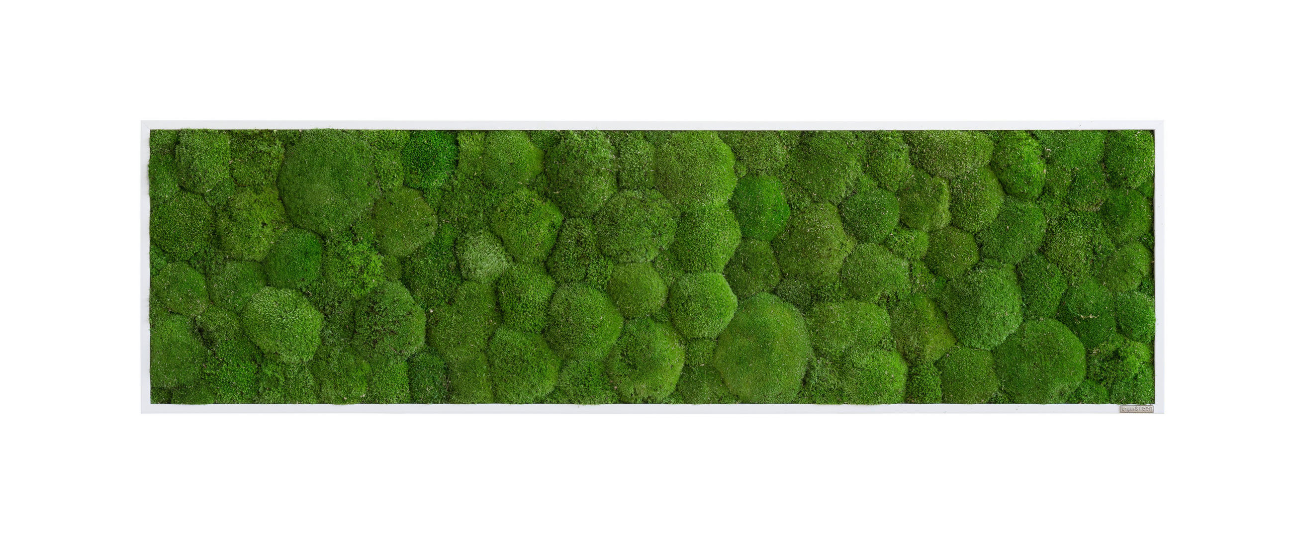 MOOSBILD Stylegreen  - Weiß/Grün, Basics, Naturmaterialien/Holz (140/40/7cm)