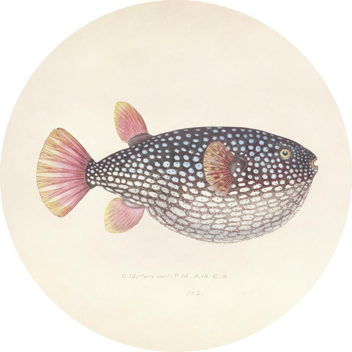 METALLBILD Tiere  - Koralle/Beige, Basics, Metall (60/0,3cm)