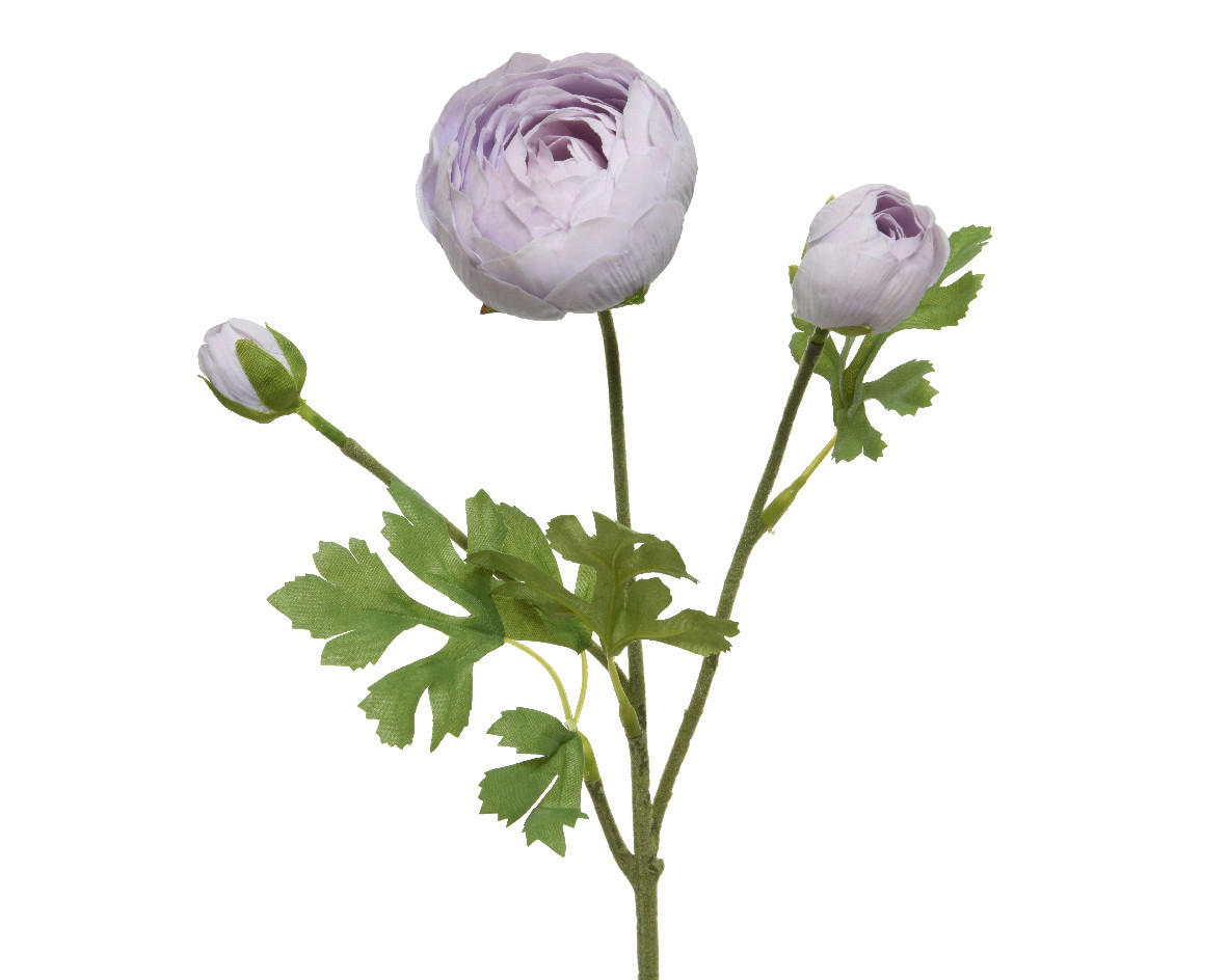 Ranunculus - Basics (10,00/5,00/51,00cm)