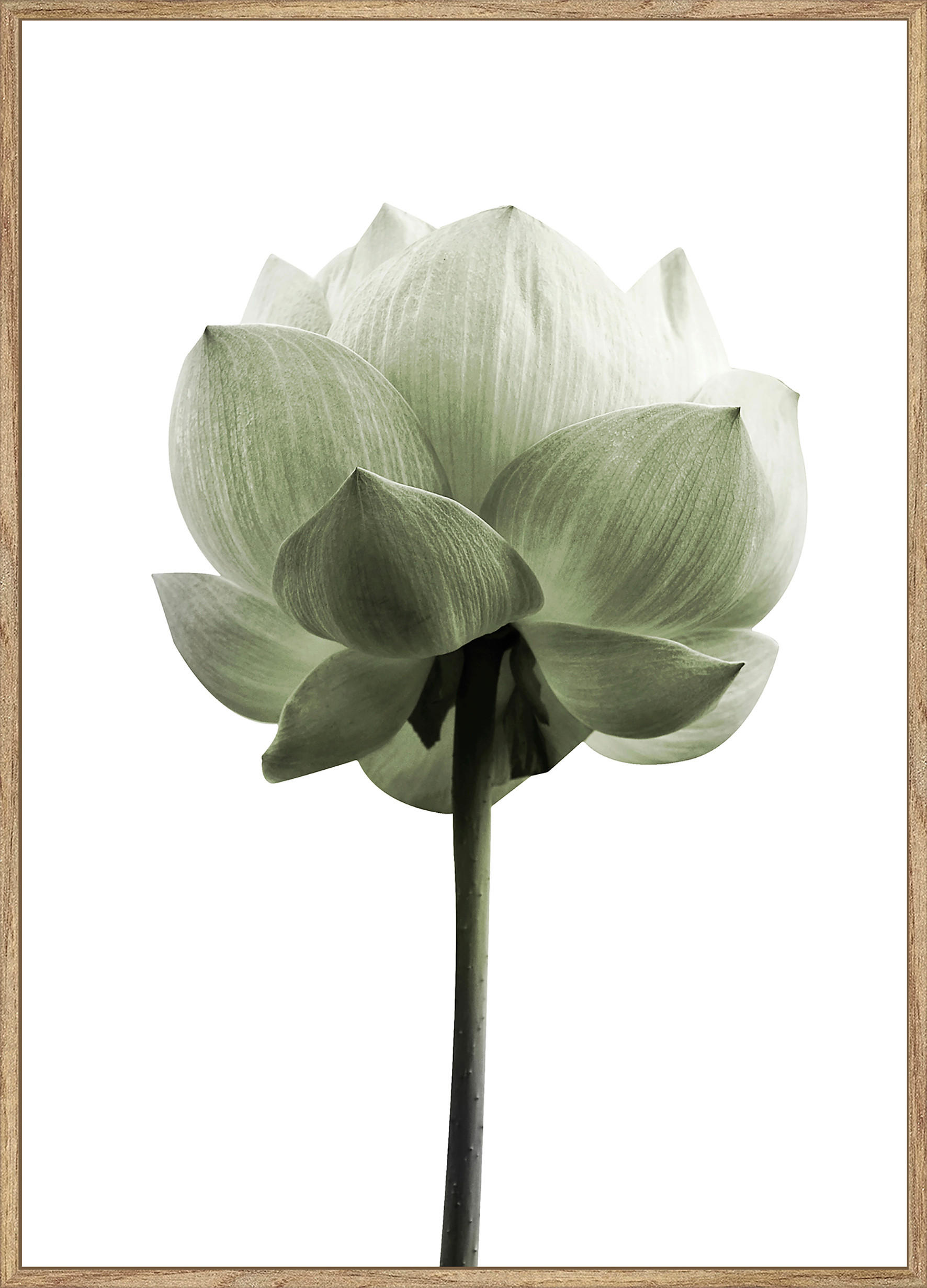 Monee UMELECKÁ TLAČ, kvety, 50/70 cm