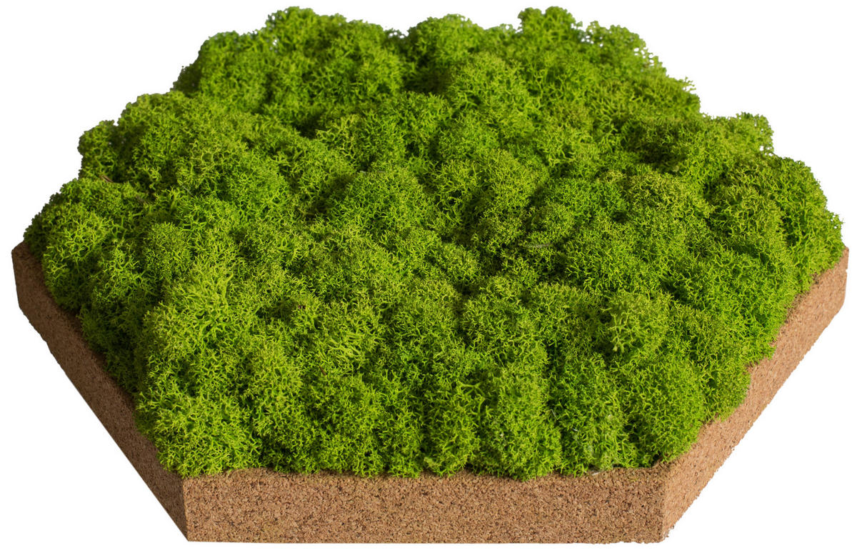 MOOSPANEEL Stylegreen  - Hellbraun/Grün, Basics, Naturmaterialien/Holz (19/22cm)