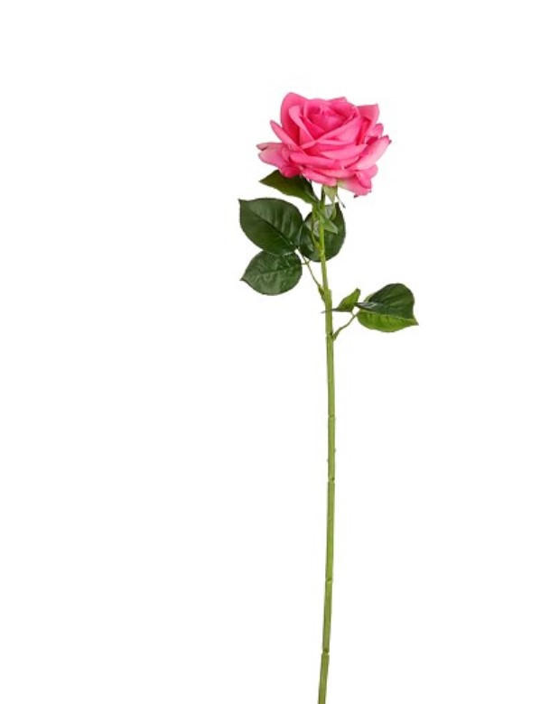 RŮŽE 65 cm - růžová, Basics (65cm)