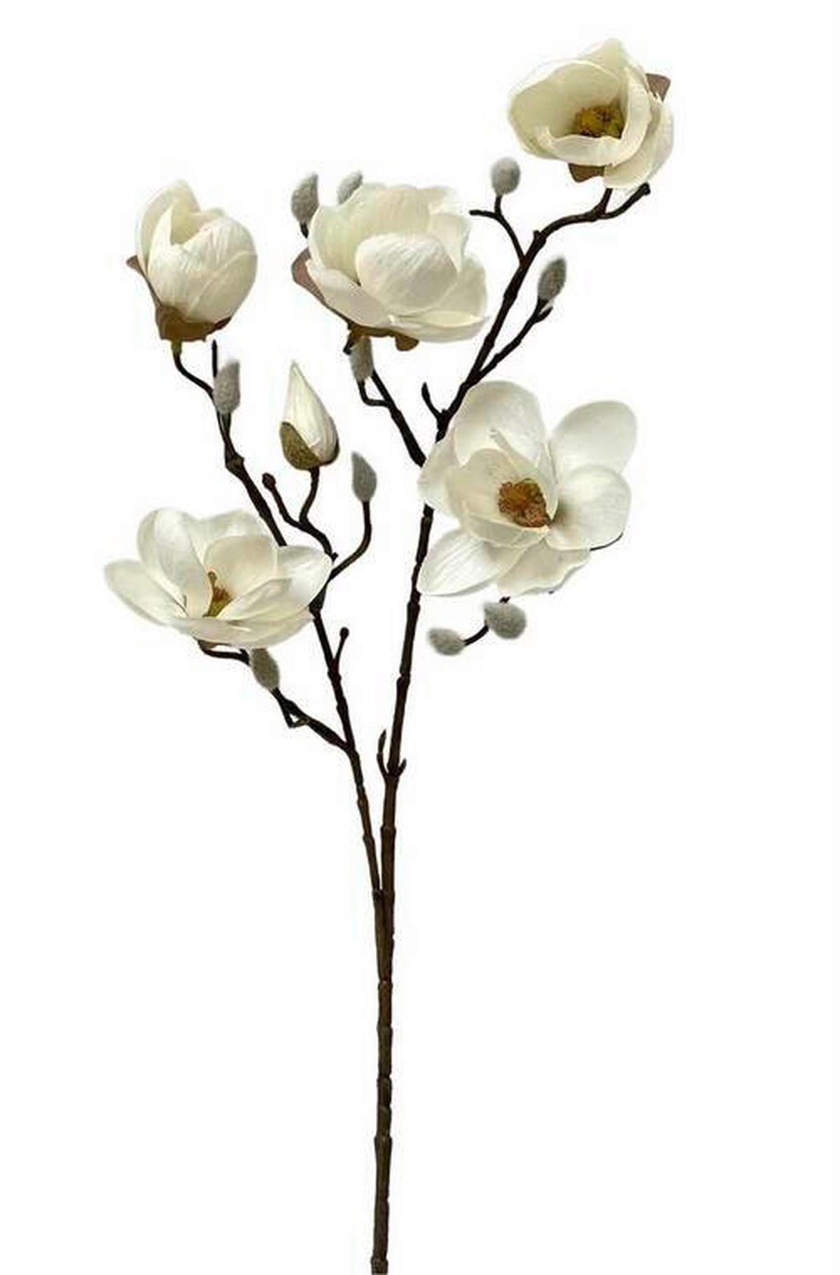 MAGNOLIE - Perlmutt, Basics (80cm)