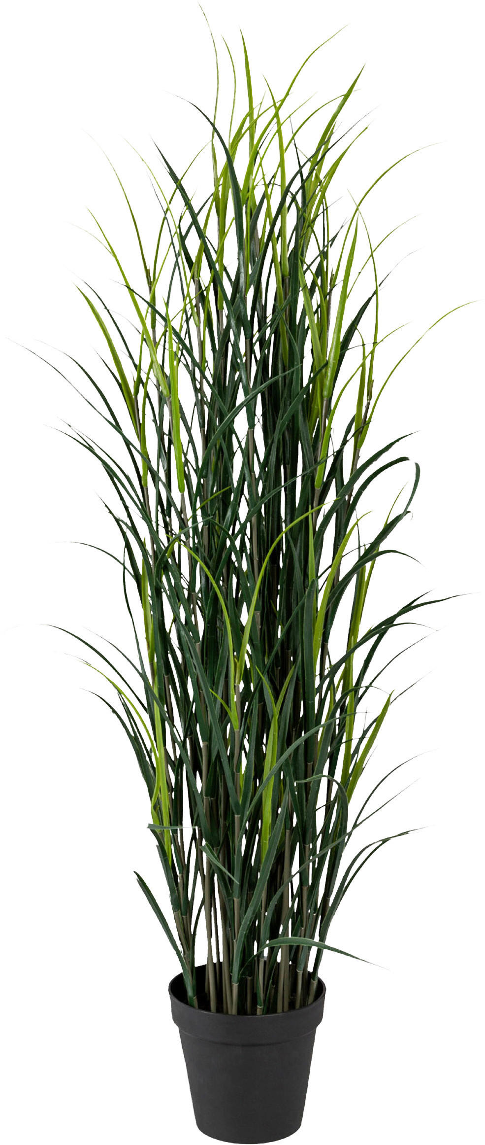 KUNSTPFLANZE Grasbündel 150 cm  - Schwarz/Grün, Design, Kunststoff (150cm) - P & B