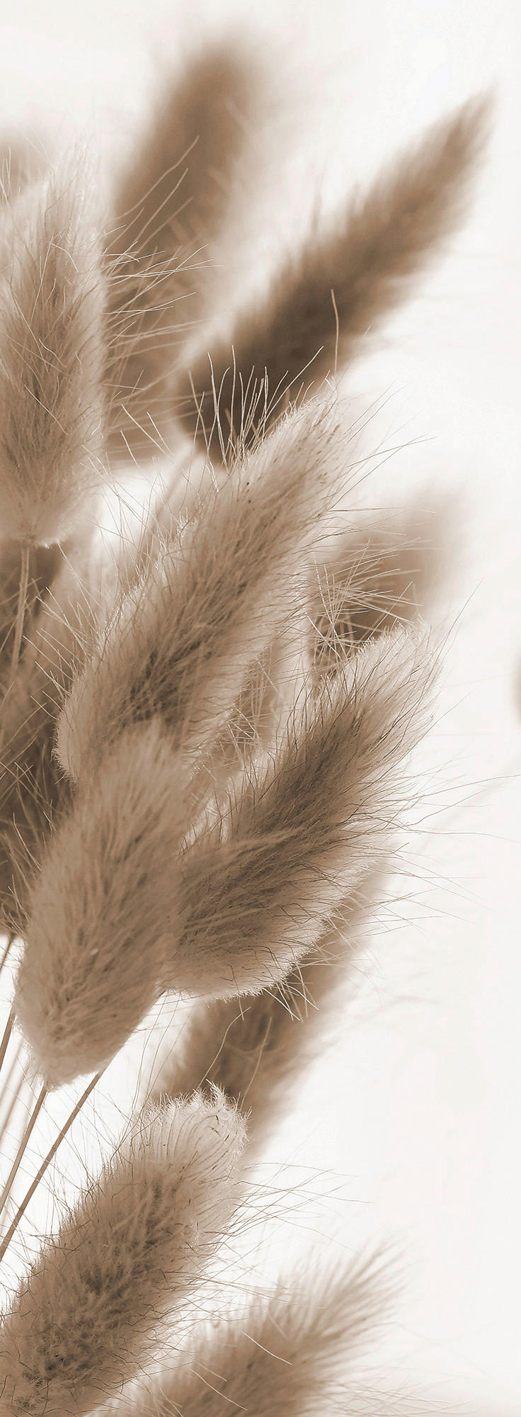 OBRAZ NA SKLE, rostliny, 30/80/1,40 cm - bílá/přírodní barvy, Natur, sklo (30/80/1,40cm) - Euroart