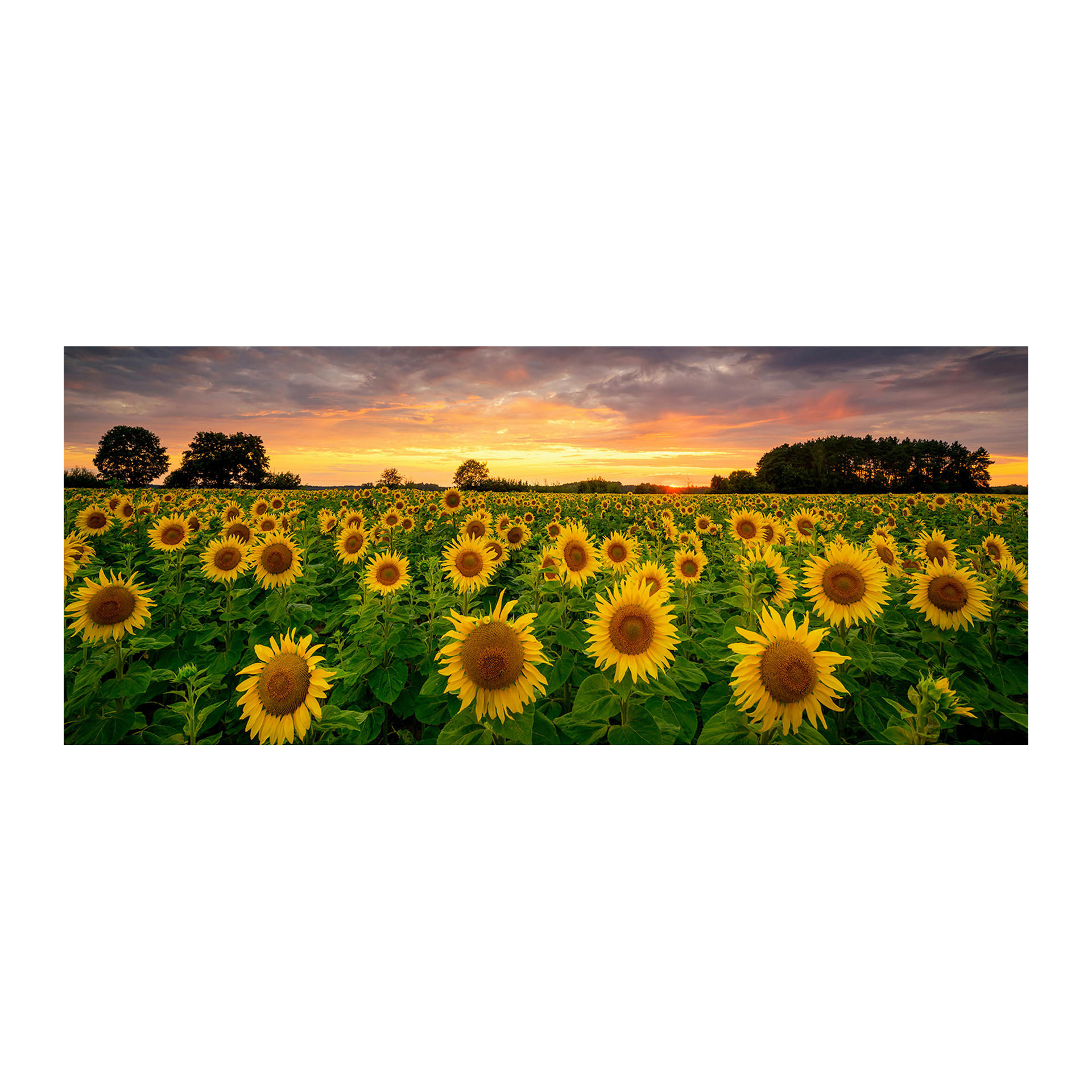 GLASBILD Landschaft & Natur 125/50 cm  - Multicolor, Basics, Glas/Papier (125/50cm)