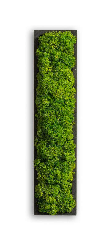 MECHOVÝ OBRAZ - černá/zelená, Basics, dřevo/přírodní materiály (26/6/4cm)