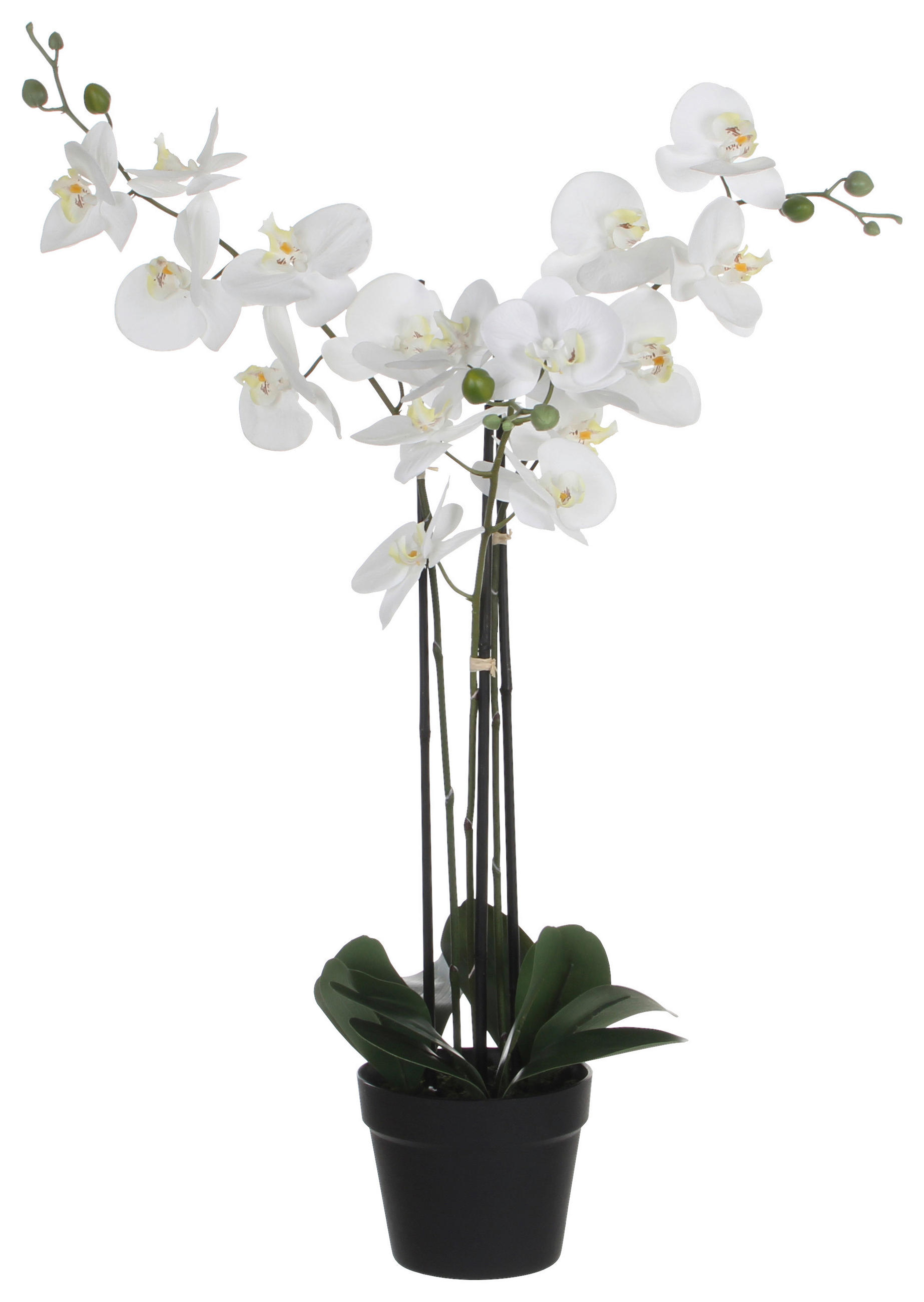ORCHIDEA - fehér, Basics, műanyag (75/51/79cm)