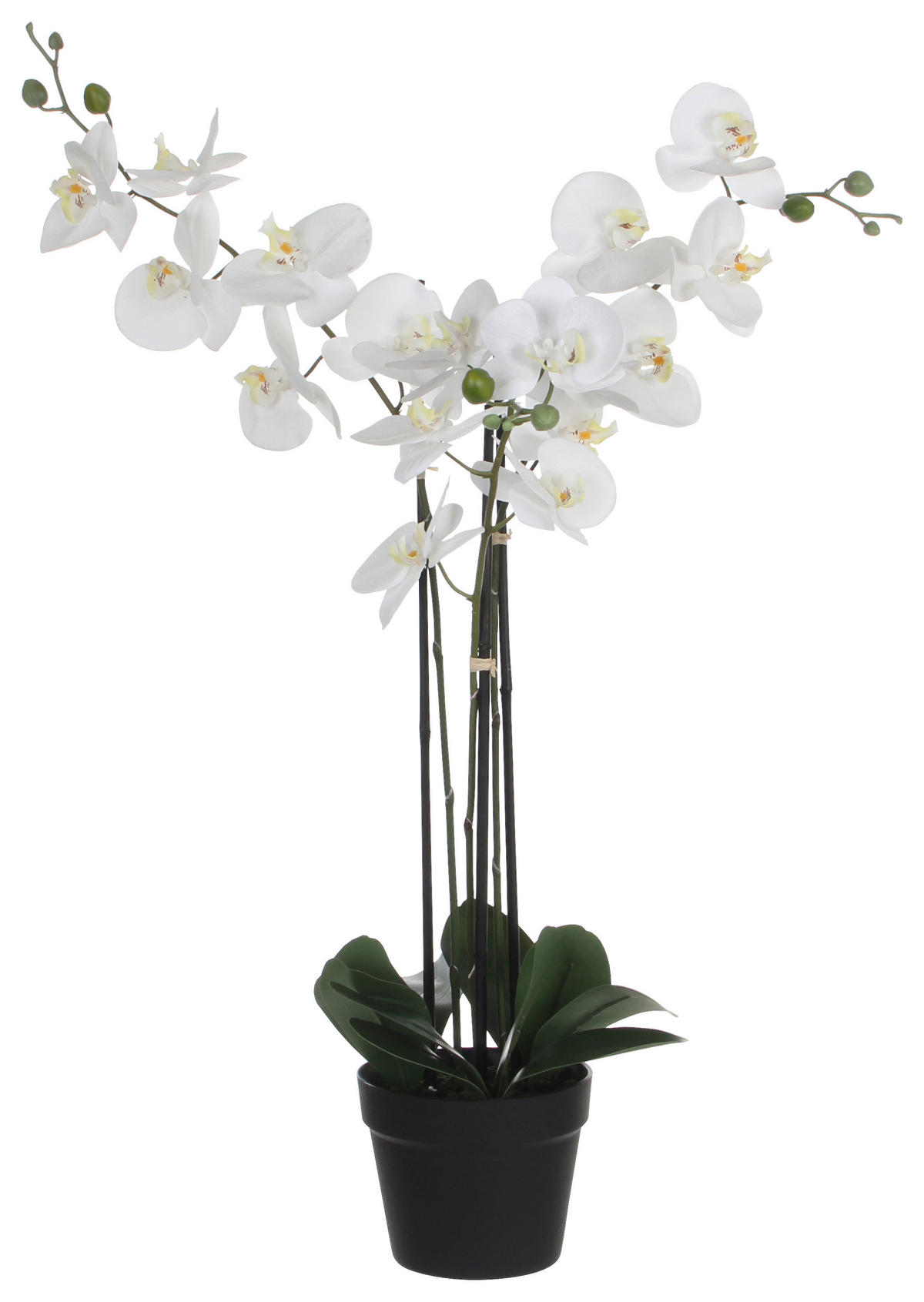 ORCHIDEA - fehér, Basics, műanyag (75/51/79cm)