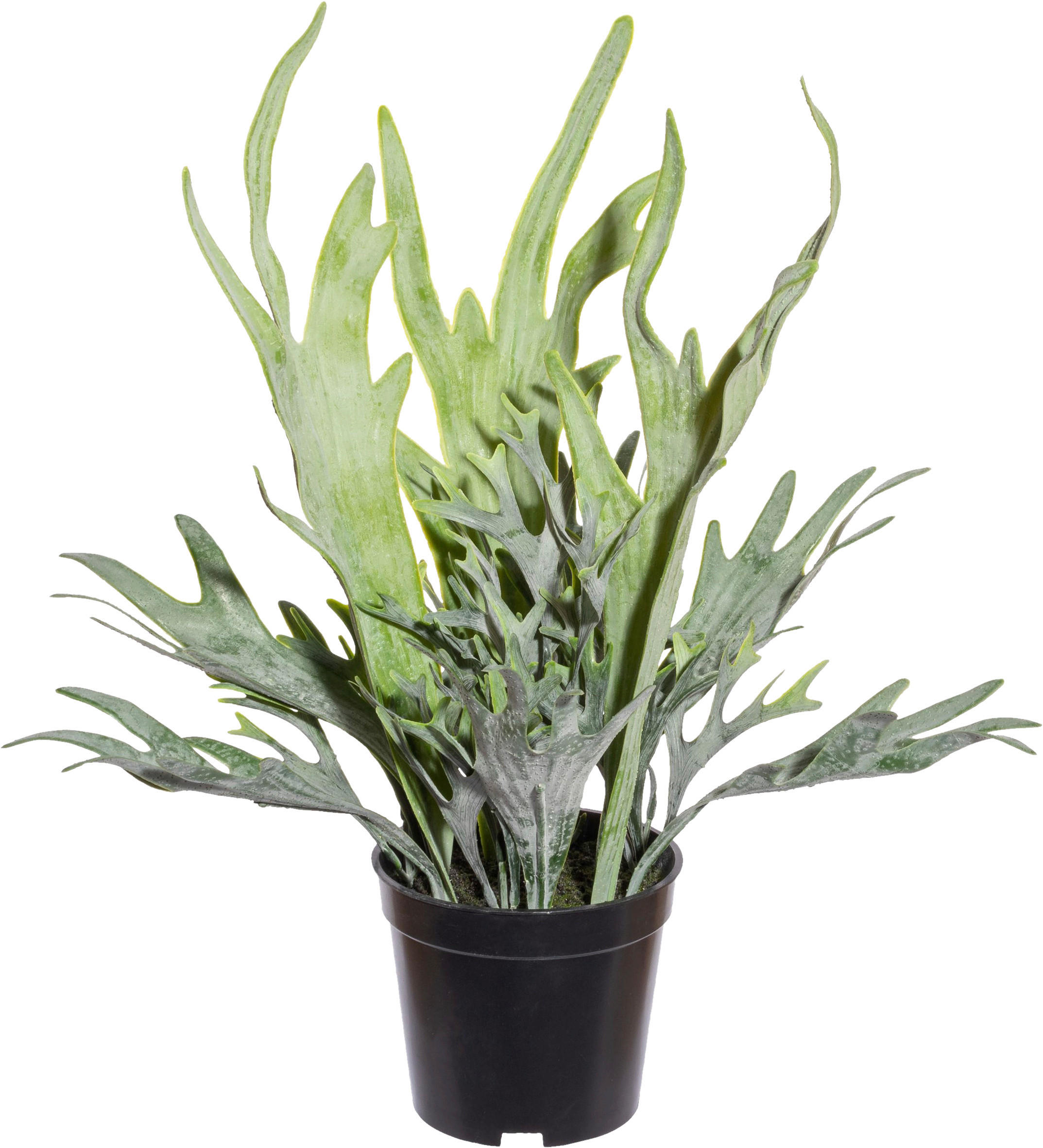 KUNSTPFLANZE 40 cm  - Schwarz/Grün, Design, Kunststoff (40cm) - P & B