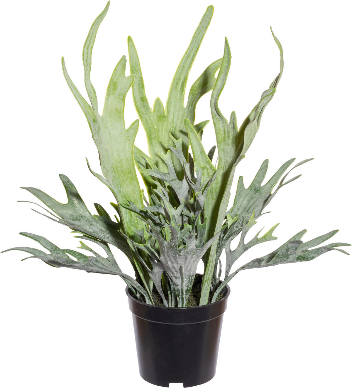 KUNSTPFLANZE 40 cm  - Schwarz/Grün, Design, Kunststoff (40cm) - P & B