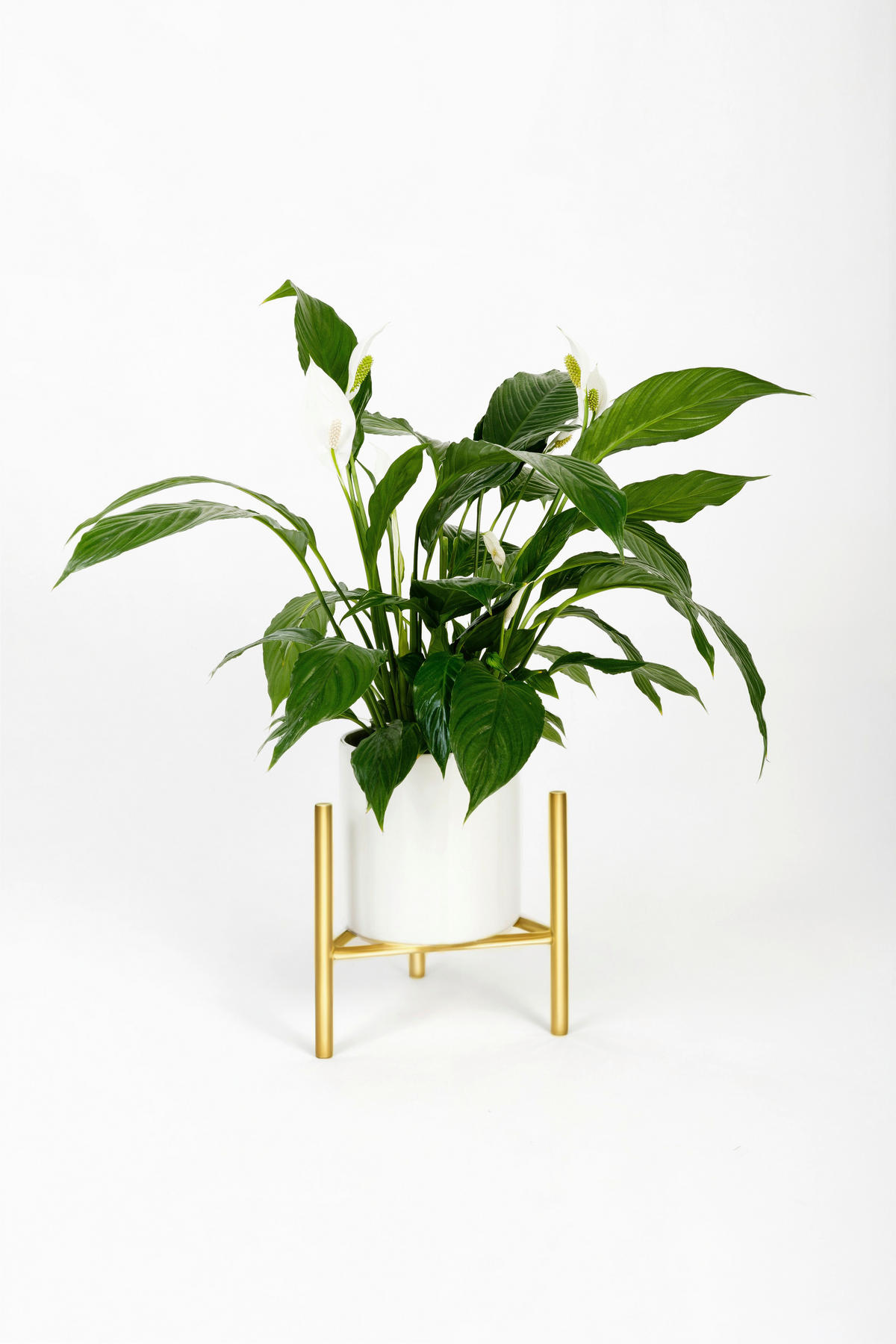 BLUMENSTÄNDER TZ000057 - Goldfarben, Basics, Metall (27/25/27cm)