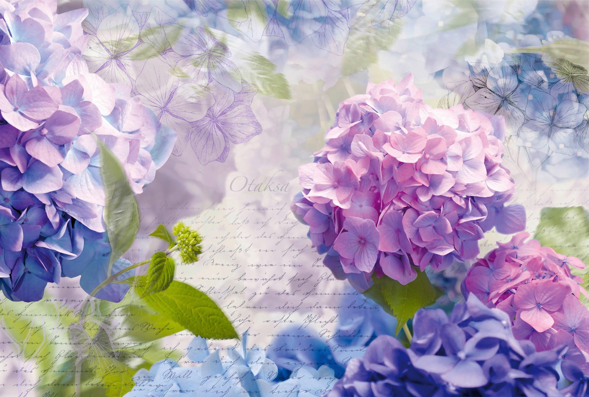 FOTOTAPETE Otaksa  - Blau/Lila, Natur, Papier (368/254cm) - Komar